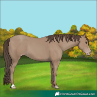 Horse Color:Classic Champagne 