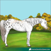 Horse Color:Red Dun Appaloosa  and Grullo Appaloosa 