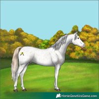 Horse Color:Bay Dun Appaloosa  and Buckskin Snowdrop Appaloosa 