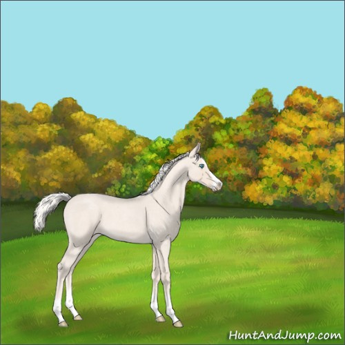 Horse Color:Cremello Roan Splash  and Cremello Roan Splash 