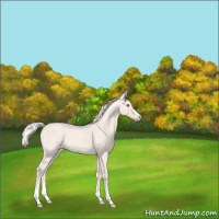 Horse Color:Cremello Roan Splash and Cremello Roan Splash
