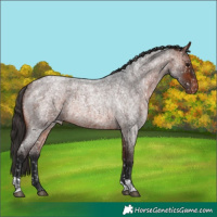 Horse Color:Bay Roan Appaloosa  and Bay Roan Appaloosa Rabicano 