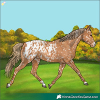 Horse Color:Chestnut Appaloosa and Chestnut Splash Appaloosa