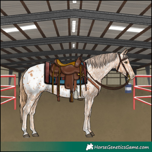Horse Color:Chestnut Blanket  and Chestnut Blanket 