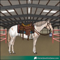 Horse Color:Chestnut Appaloosa  and Chestnut Appaloosa 