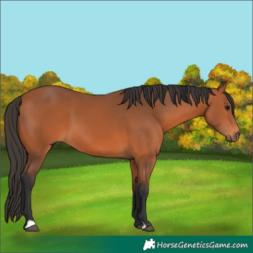 Horse Color:Bay 