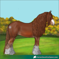 Horse Color:Chestnut 