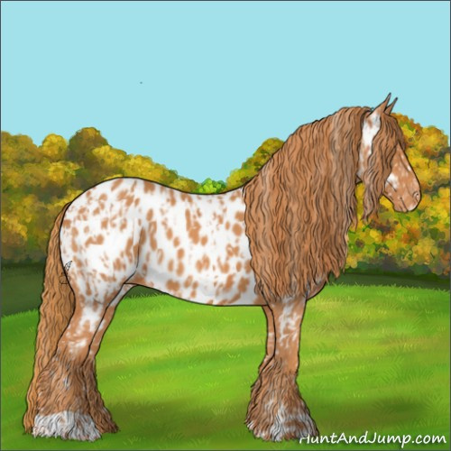 Horse Color:Chestnut Appaloosa and Chestnut Appaloosa