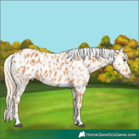 Horse Color:White Spotted Red Dun Splash Appaloosa Rabicano and Chestnut Appaloosa