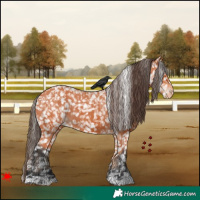 Horse Color:Bay Snowflake Varnish Rabicano and Bay Snowflake Varnish