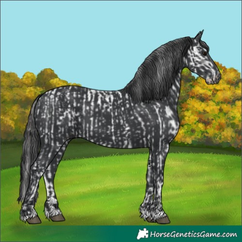Horse Color:Black Appaloosa  and Black 