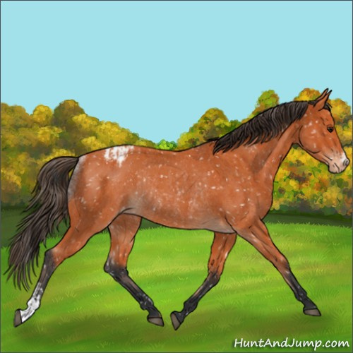 Horse Color:Bay Appaloosa  and Bay Appaloosa Rabicano 