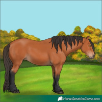Horse Color:Bay 