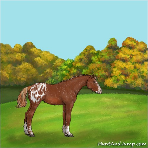 Horse Color:Chestnut Blanket  and Chestnut Splash Blanket 