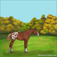 Horse Color:Chestnut Appaloosa  and Chestnut Splash Appaloosa 