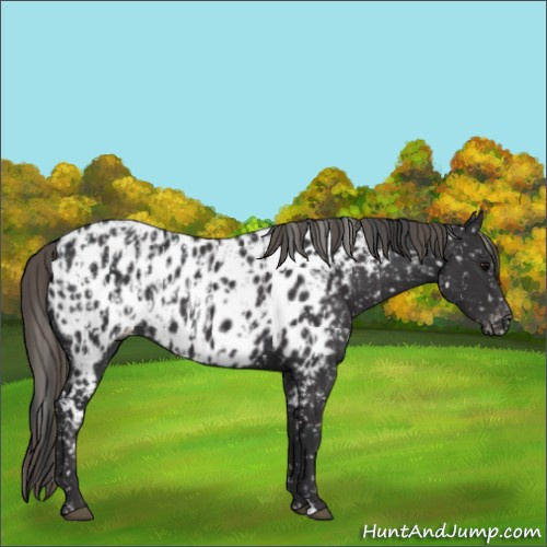 Horse Color:Black Appaloosa  and Smoky Black Appaloosa 