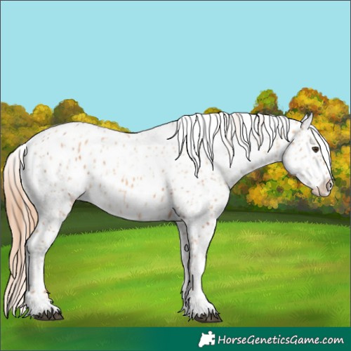 Horse Color:Chestnut Appaloosa  and Gold Champagne Appaloosa 