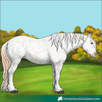 Horse Color:Chestnut Appaloosa and Gold Champagne Appaloosa