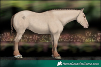 Horse Color:Classic Champagne Dun 