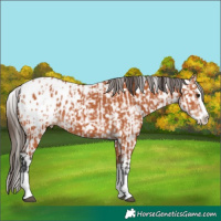 Horse Color:White Spotted Bay Appaloosa  and Bay Splash Appaloosa 