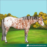 Horse Color:White Spotted Bay Appaloosa and Bay Splash Appaloosa