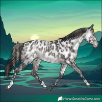 Horse Color:Platinum Brown Pearl Dun Splash Appaloosa and Platinum Brown Dun Appaloosa Brindle