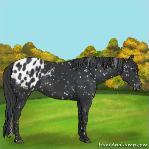 Horse Color:Black Appaloosa  and Black Appaloosa 