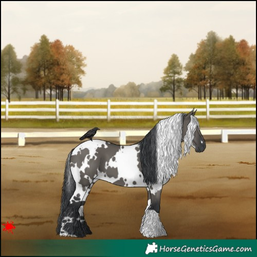 Horse Color:White Spotted Grullo 