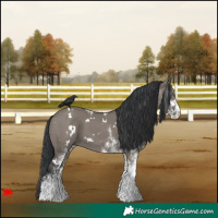 Horse Color:White Spotted Grullo