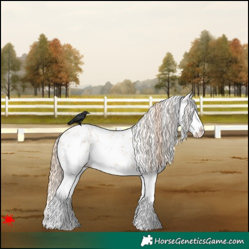 Horse Color:White Spotted Red Dun Sabino Splash 