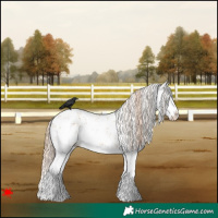 Horse Color:White Spotted Red Dun Sabino Splash 