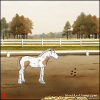 Horse Color:Chestnut Splash Tobiano