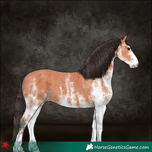 Horse Color:White Spotted Bay 