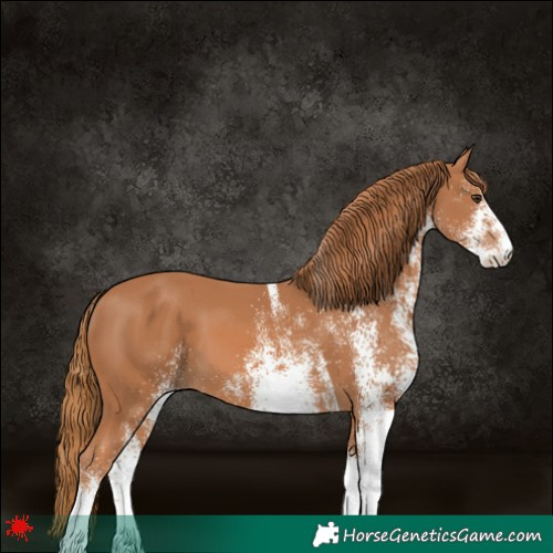 Horse Color:White Spotted Chestnut 