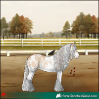 Horse Color:White Spotted Silver Bay Dun Rabicano 