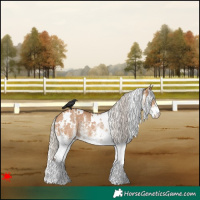 Horse Color:White Spotted Silver Bay Dun Rabicano 