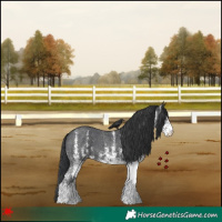 Horse Color:White Spotted Black 