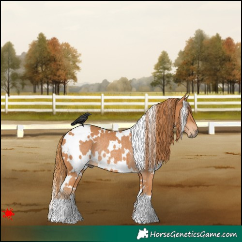 Horse Color:White Spotted Chestnut Rabicano
