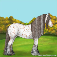 Horse Color:Bay Appaloosa  and Bay Appaloosa 