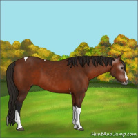 Horse Color:Gray Bay Splash Tobiano 