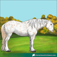 Horse Color:Chestnut Near Leopard and Chestnut Near Leopard