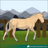 Horse Color:Palomino Tobiano 