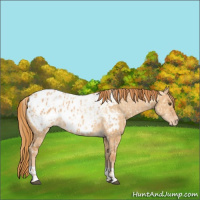 Horse Color:Red Dun Appaloosa  and Red Dun Appaloosa 