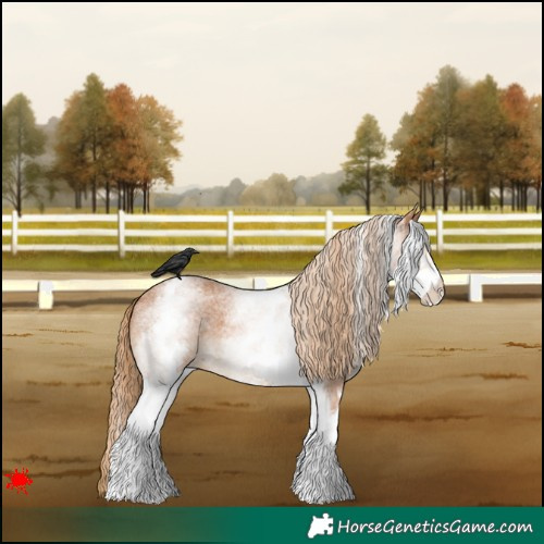 Horse Color:White Spotted Red Roan