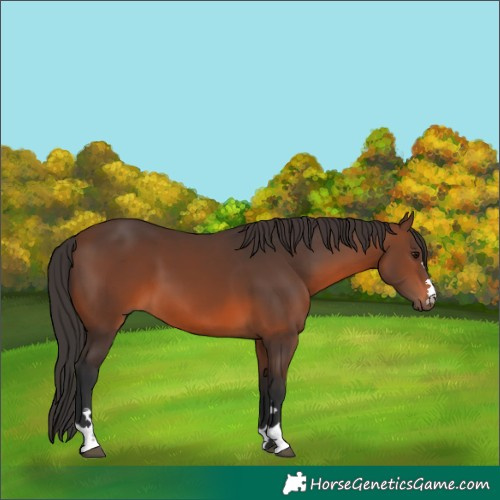 Horse Color:Brown 