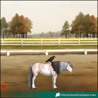 Horse Color:White Spotted Bay Roan 