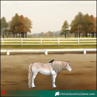 Horse Color:White Spotted Red Roan 