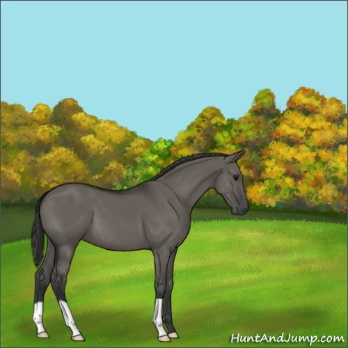 Horse Color:Grullo 
