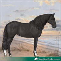 Horse Color:Smoky Black 