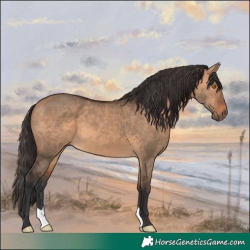 Horse Color:Bay Dun 